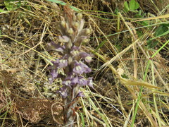 Phelipanche schultzii