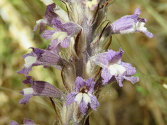 Phelipanche schultzii