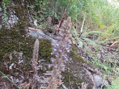 Phelipanche schultzii