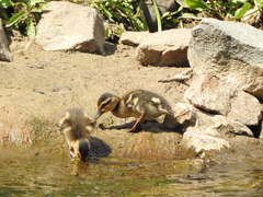 Anas platyrhynchos