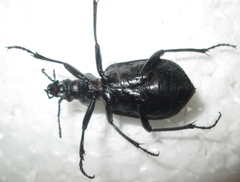 Calosoma planicolle