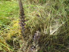 Phelipanche schultzii