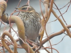 Turdus iliacus
