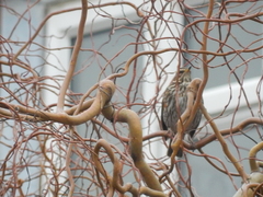 Turdus iliacus