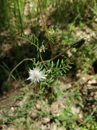 Image of Vicia loiseleurii by (c) Andrea Meucci, some rights reserved (CC BY-SA)