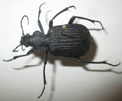 Calosoma planicolle
