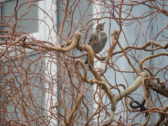 Turdus iliacus