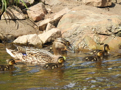 Anas platyrhynchos