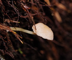 Entoloma albidosimulans