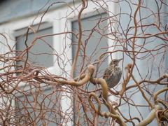 Turdus iliacus