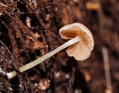 Entoloma albidosimulans