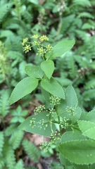 Thaspium trifoliatum aureum