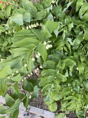 Polygonatum × hybridum