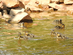 Anas platyrhynchos