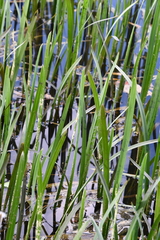 Sparganium erectum