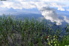 Sparganium erectum