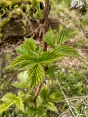 Rubus idaeus