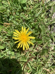 Taraxacum officinale