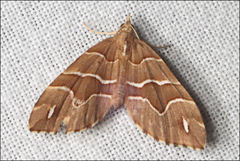 Chaetolopha leucophragma