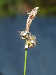 Anthracoidea caricis