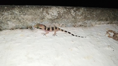 Hemidactylus whitakeri