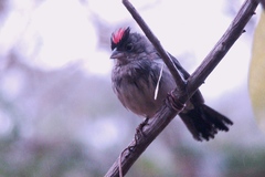 Coryphospingus pileatus