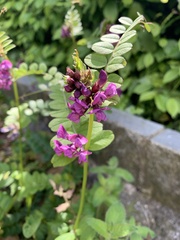 Vicia sepium