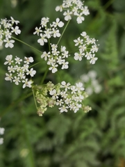 Anthriscus sylvestris