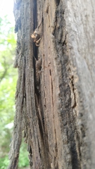 Cnemaspis mysoriensis