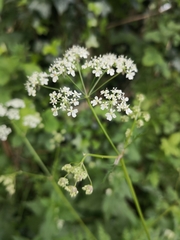Anthriscus sylvestris