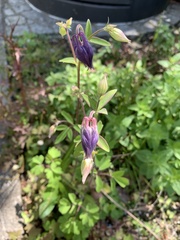 Aquilegia vulgaris