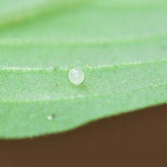 Macroglossum stellatarum