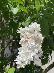 Syringa vulgaris