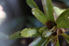 Ranoidea phyllochroa