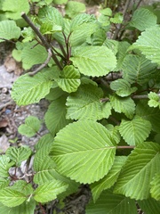 Viburnum plicatum