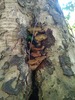 Phylloporia - Photo (c) Cristian Riquelme, some rights reserved (CC BY), uploaded by Cristian Riquelme