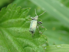 Phyllobius pomaceus