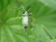 Phyllobius pomaceus