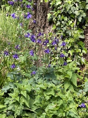 Aquilegia
