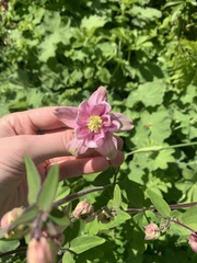 Aquilegia