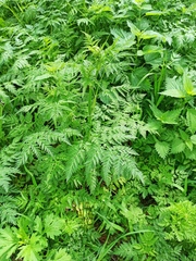 Anthriscus sylvestris