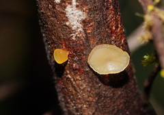 Heterotextus miltinus
