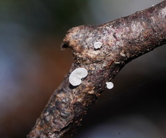 Mycena minya