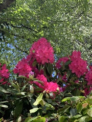 Rhododendron
