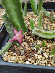 Stapelia divaricata