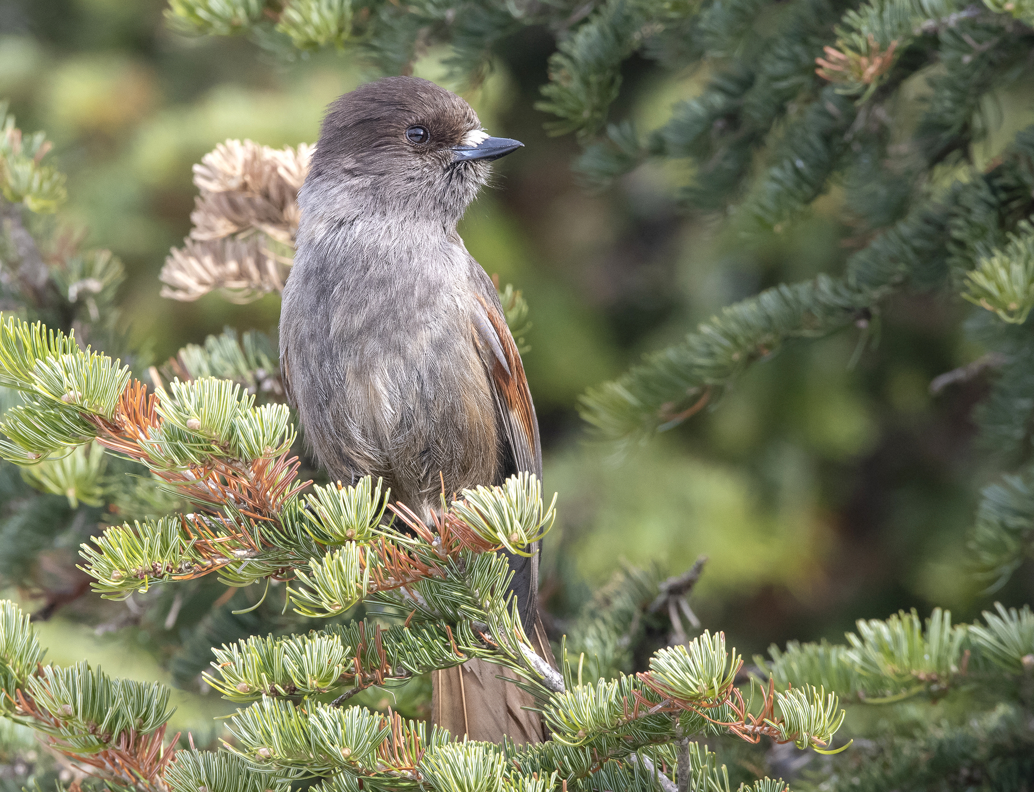 Siberian Jay illustration