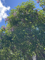 Syringa vulgaris