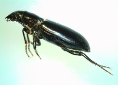 Broscus punctatus