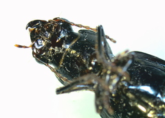 Broscus punctatus