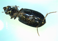 Broscus punctatus